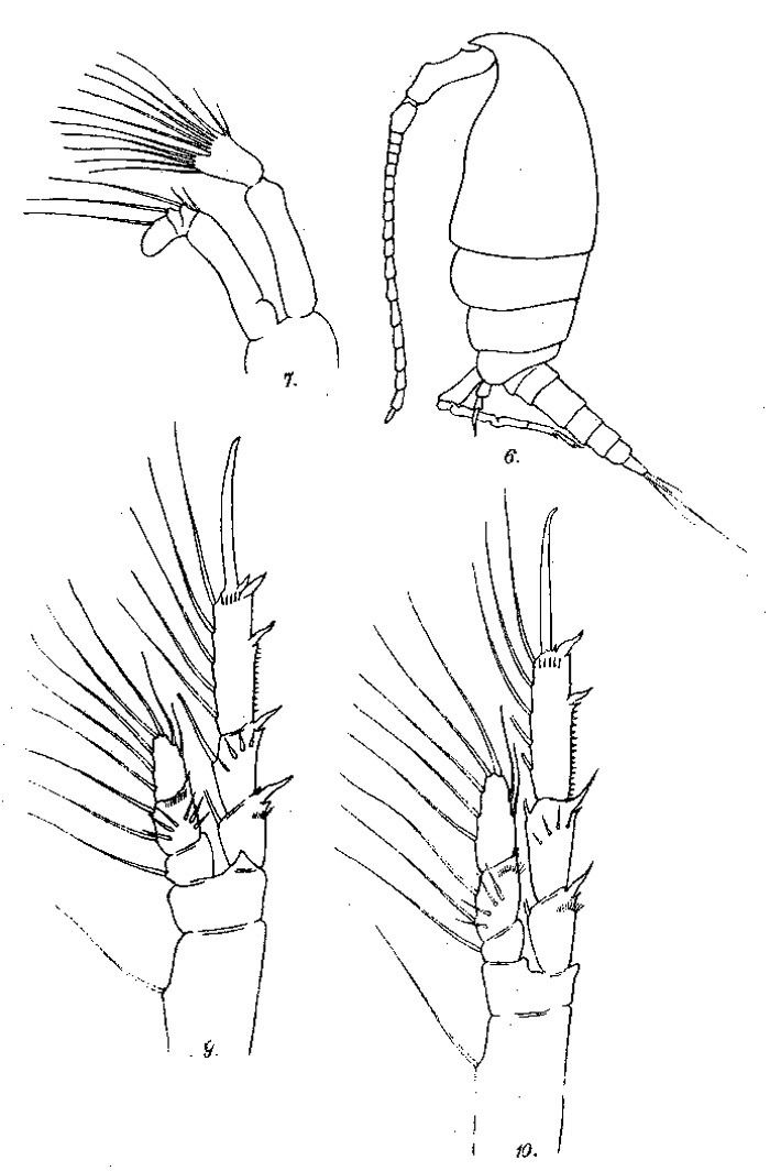 Species Parvocalanus serratipes - Plate 1 of morphological figures
