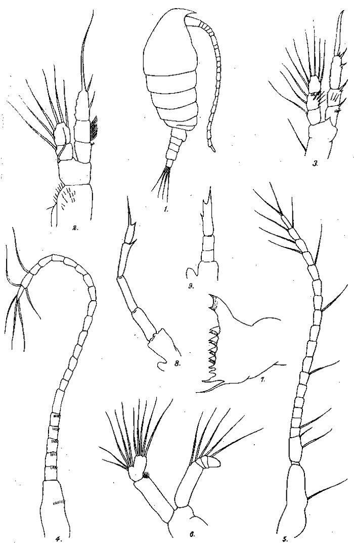 Species Bestiolina inermis - Plate 1 of morphological figures