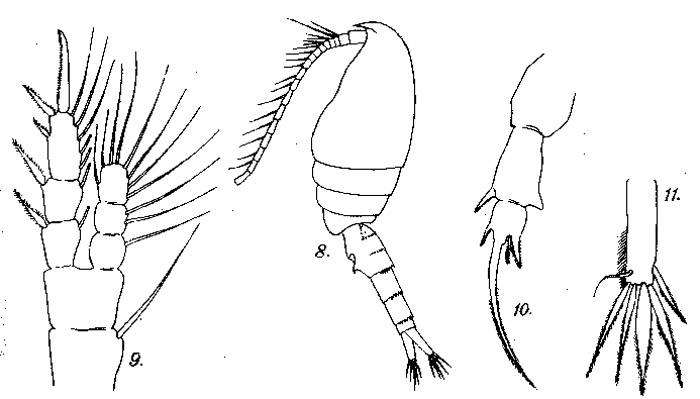 Espèce Pseudodiaptomus binghami - Planche 1 de figures morphologiques