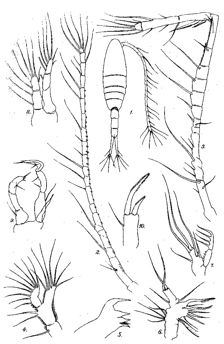 Espce Acartiella tortaniformis - Planche 1 de figures morphologiques