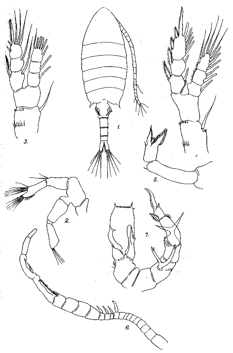 Species Pseudodiaptomus hickmani - Plate 1 of morphological figures
