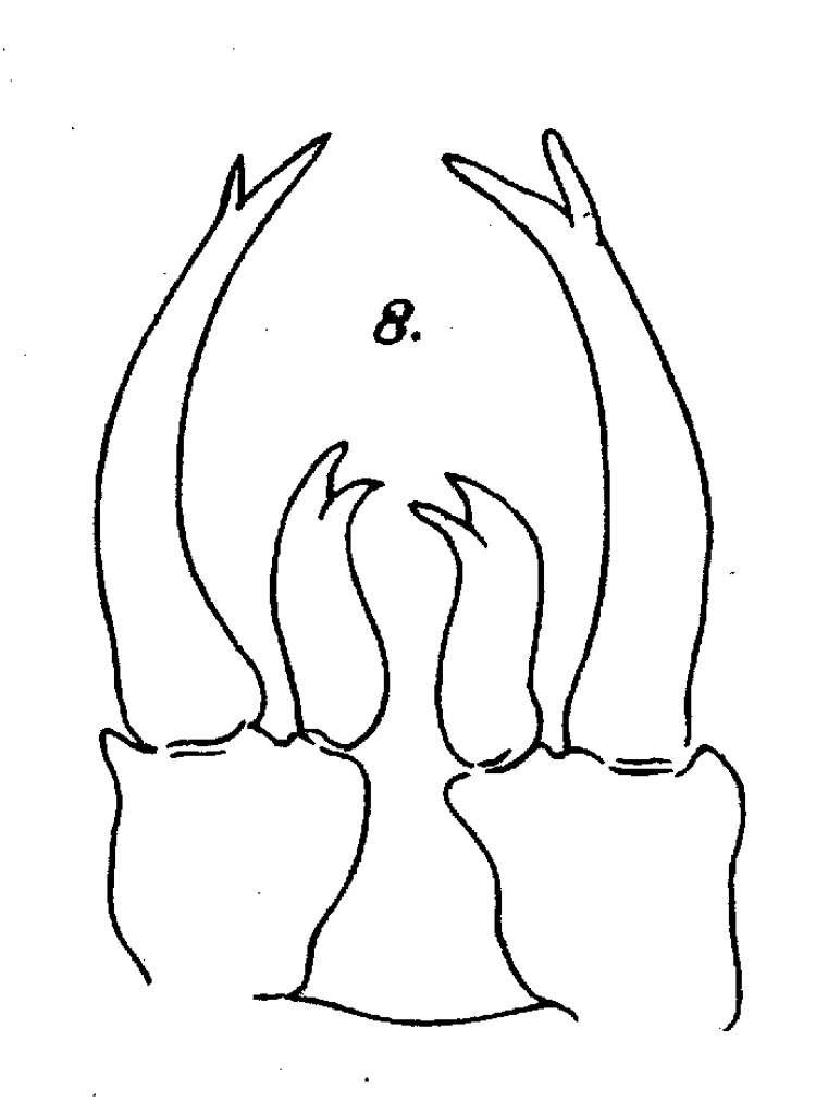 Espce Labidocera kryeri - Planche 4 de figures morphologiques
