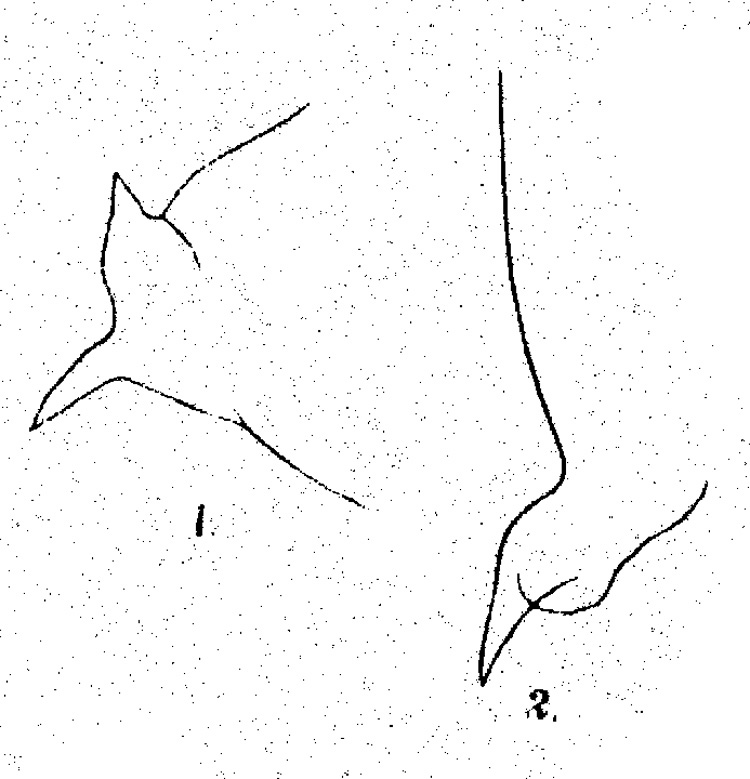 Espèce Undinula vulgaris - Planche 8 de figures morphologiques