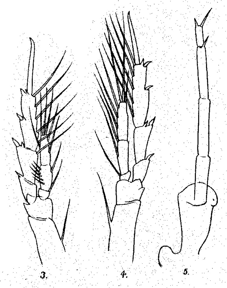 Espèce Bestiolina similis - Planche 2 de figures morphologiques