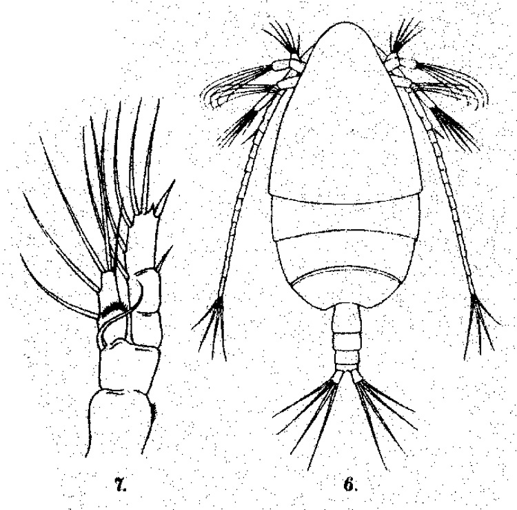 Species Scolecithricella pearsoni - Plate 1 of morphological figures