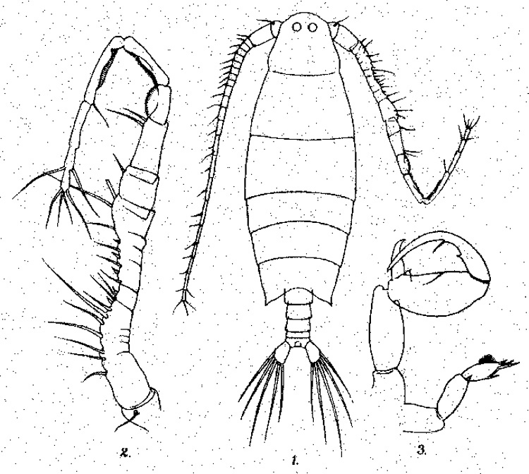 Espèce Labidocera pavo - Planche 3 de figures morphologiques