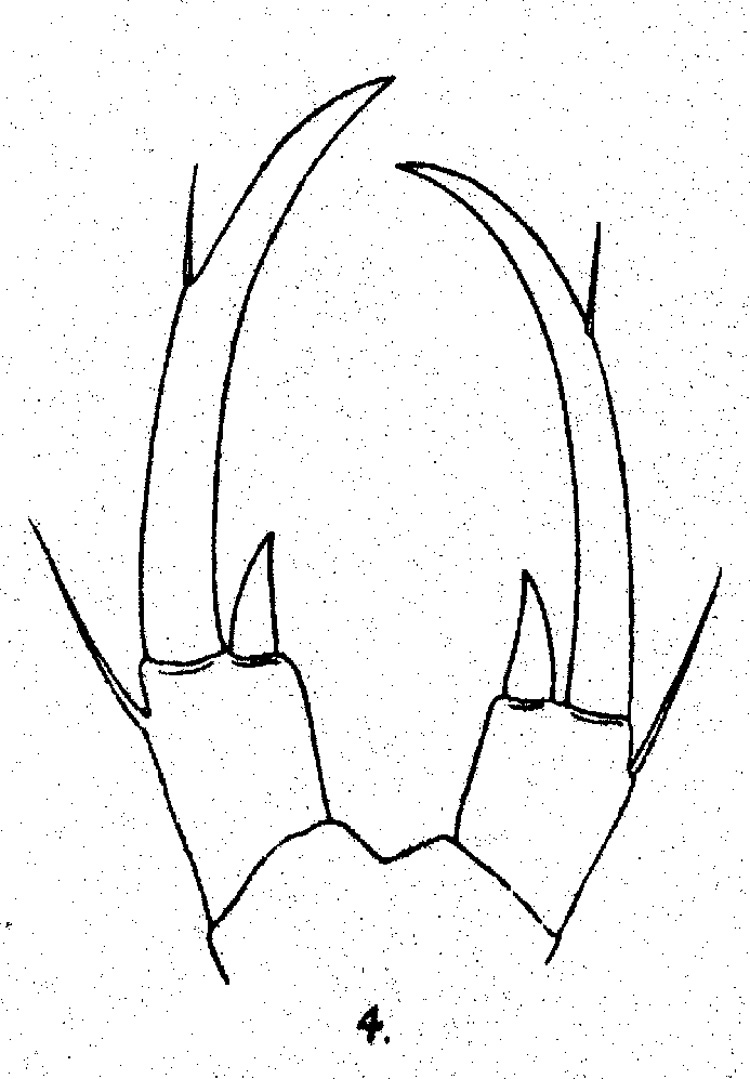 Species Acartiella kempi - Plate 2 of morphological figures