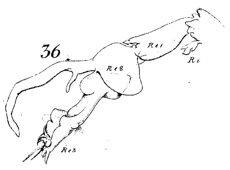 Espèce Cosmocalanus caroli - Planche 1 de figures morphologiques