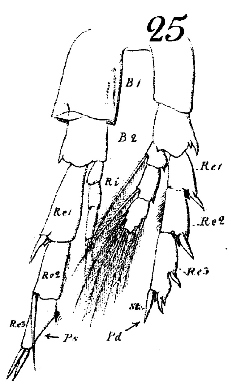 Espce Canthocalanus pauper - Planche 4 de figures morphologiques