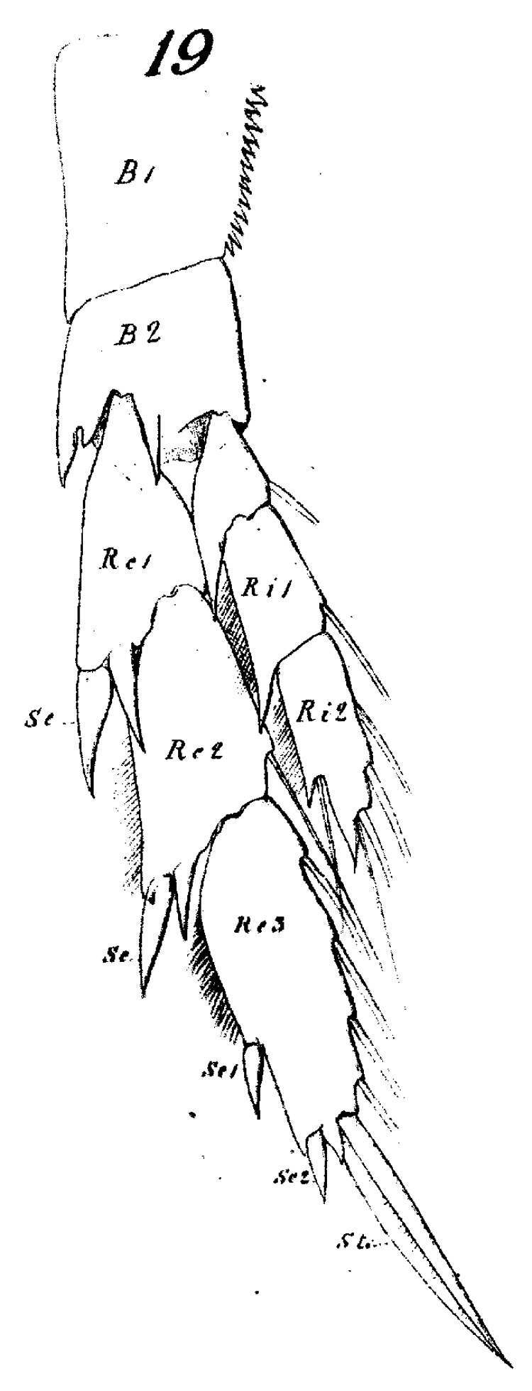 Espèce Nannocalanus minor - Planche 7 de figures morphologiques