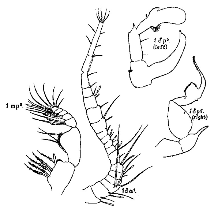 Species Pseudodiaptomus lobipes - Plate 1 of morphological figures