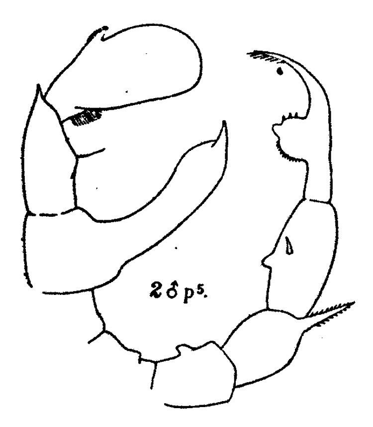 Espèce Pseudodiaptomus binghami - Planche 2 de figures morphologiques
