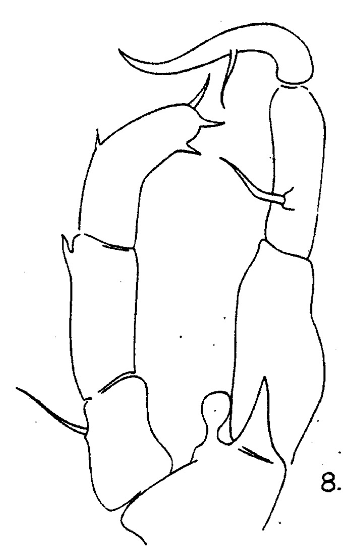Espce Acartiella major - Planche 3 de figures morphologiques