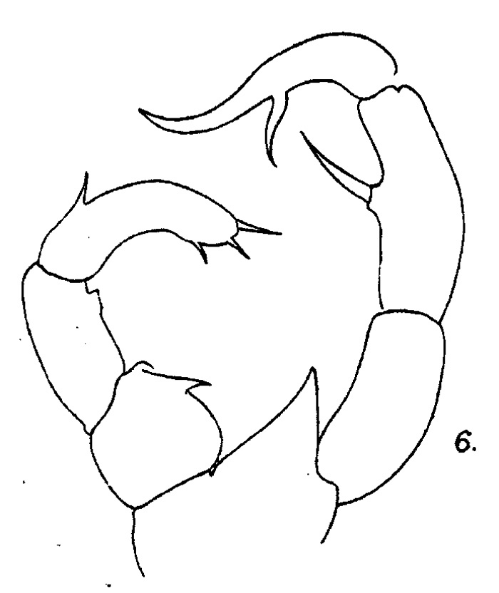 Espce Acartiella minor - Planche 2 de figures morphologiques