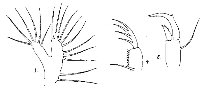 Espce Acartiella gravelyi - Planche 1 de figures morphologiques