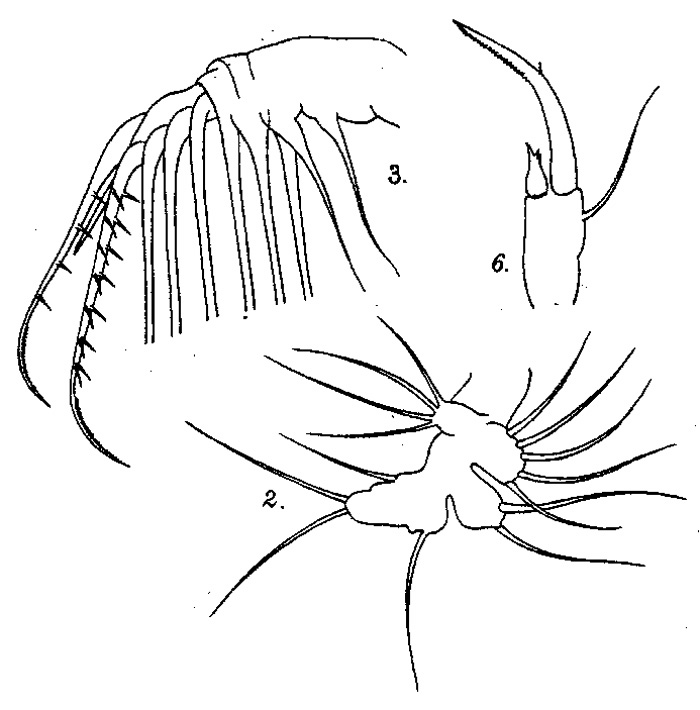 Espce Acartiella major - Planche 2 de figures morphologiques