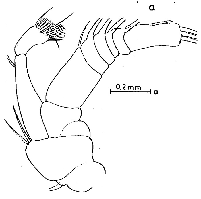 Espce Chirundinella magna - Planche 5 de figures morphologiques