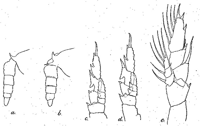 Species Undinula vulgaris - Plate 10 of morphological figures