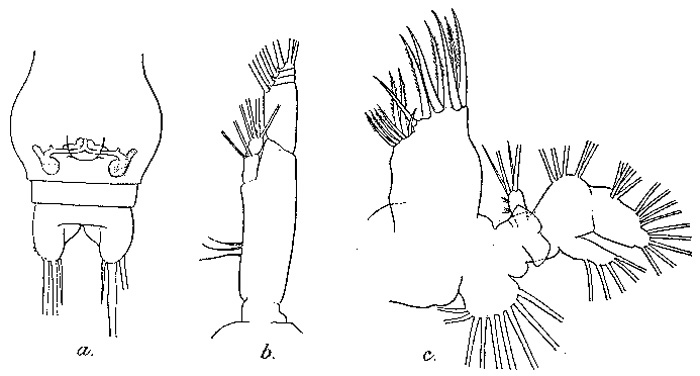 Espce Subeucalanus subcrassus - Planche 5 de figures morphologiques