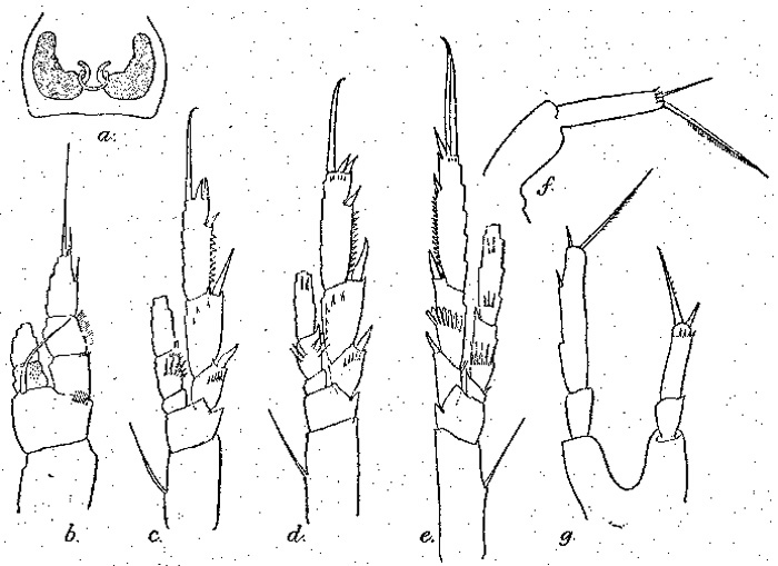 Espce Paracalanus aculeatus minor - Planche 1 de figures morphologiques