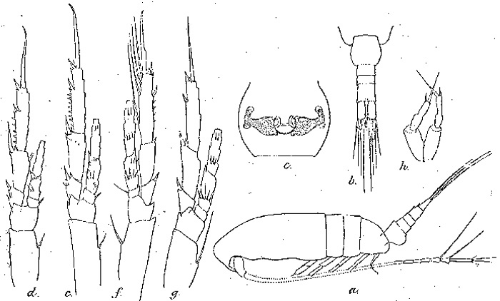 Espce Paracalanus denudatus - Planche 5 de figures morphologiques