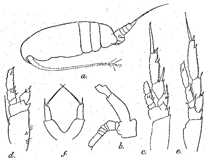 Espèce Paracalanus nanus - Planche 3 de figures morphologiques