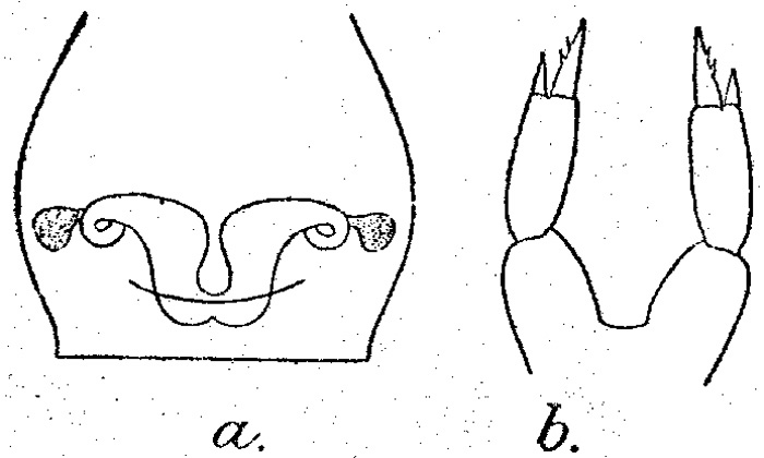 Espèce Parvocalanus crassirostris - Planche 4 de figures morphologiques