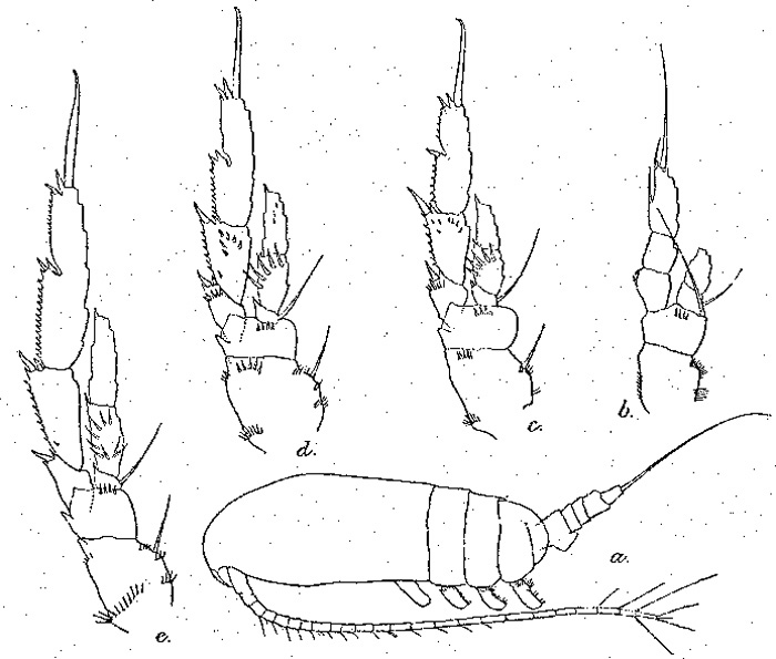 Espce Acrocalanus gracilis - Planche 2 de figures morphologiques