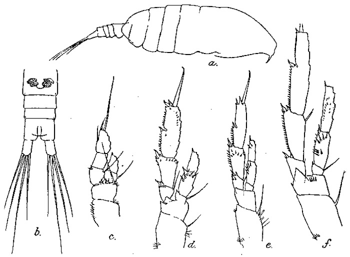 Species Acrocalanus longicornis - Plate 4 of morphological figures