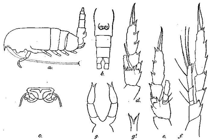 Espce Clausocalanus farrani - Planche 3 de figures morphologiques