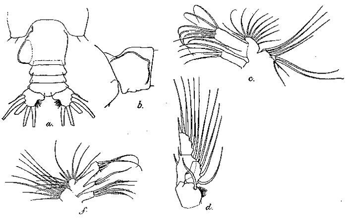 Espèce Euchirella galeatea - Planche 2 de figures morphologiques
