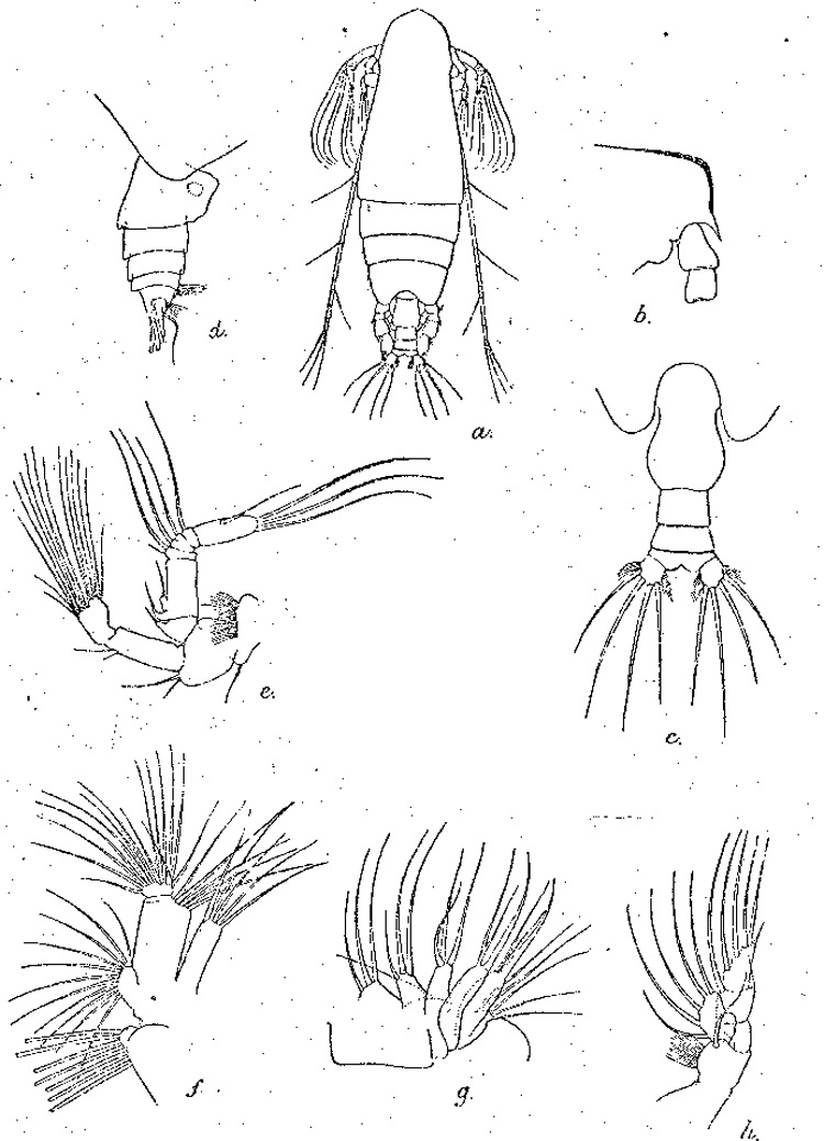 Espèce Chirundina indica - Planche 3 de figures morphologiques
