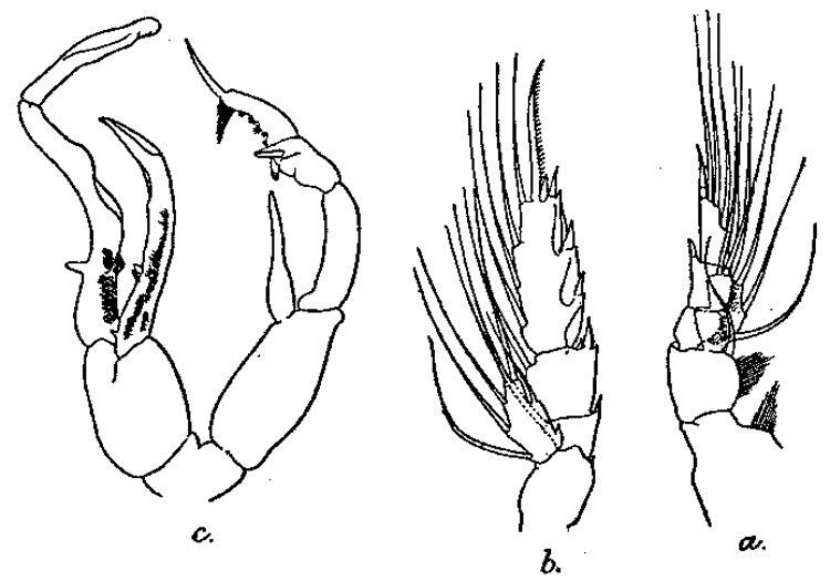 Espèce Undeuchaeta intermedia - Planche 4 de figures morphologiques