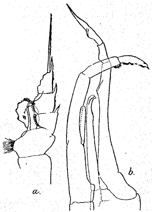Species Valdiviella ignota - Plate 1 of morphological figures
