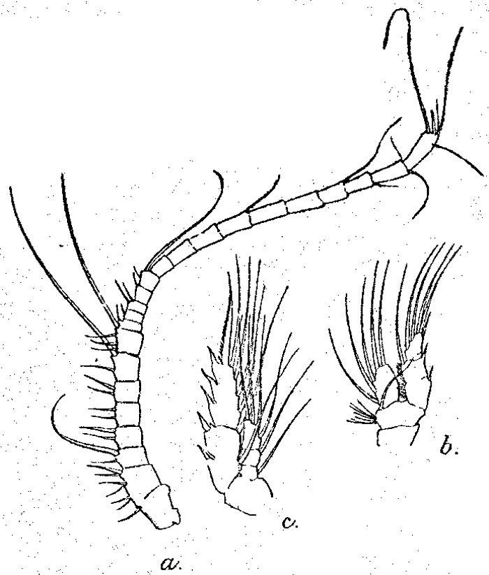 Espèce Valdiviella minor - Planche 3 de figures morphologiques
