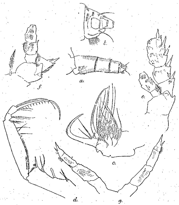 Espèce Cornucalanus indicus - Planche 4 de figures morphologiques