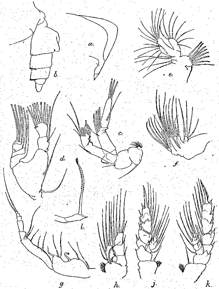 Espèce Scottocalanus dauglishi - Planche 1 de figures morphologiques