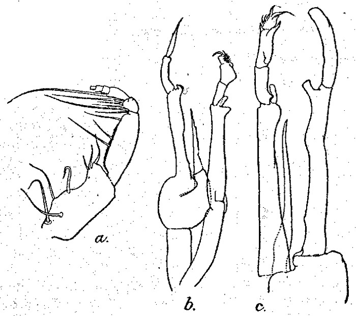Espèce Scottocalanus dauglishi - Planche 2 de figures morphologiques