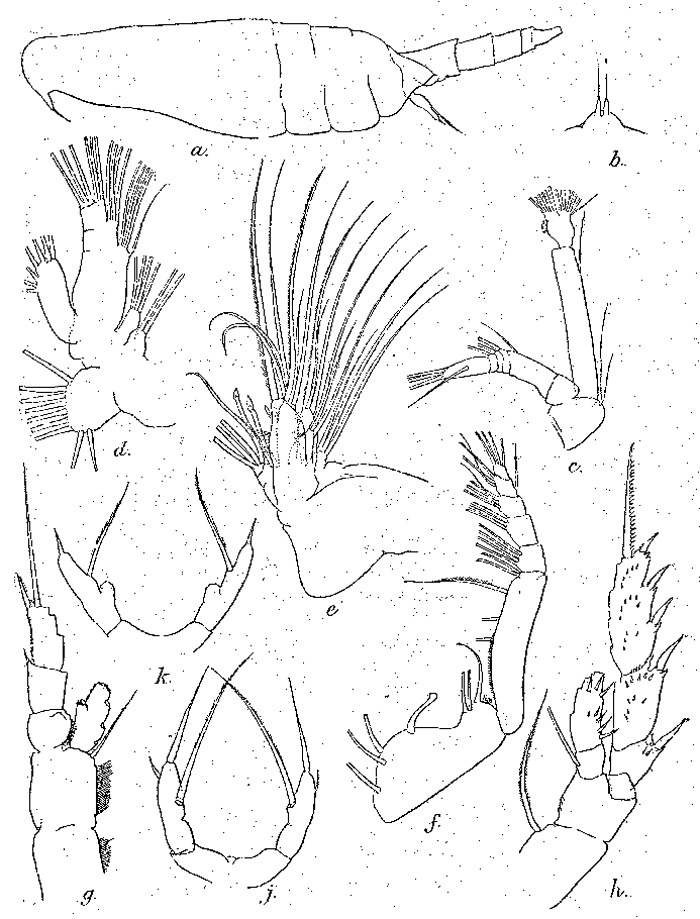 Species Scaphocalanus elongatus - Plate 3 of morphological figures