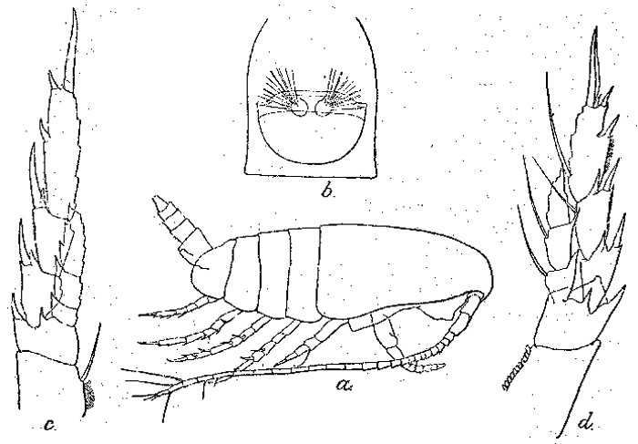 Espèce Nannocalanus minor - Planche 9 de figures morphologiques