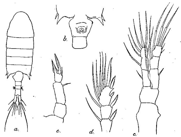 Espce Pseudodiaptomus burckhardti - Planche 1 de figures morphologiques