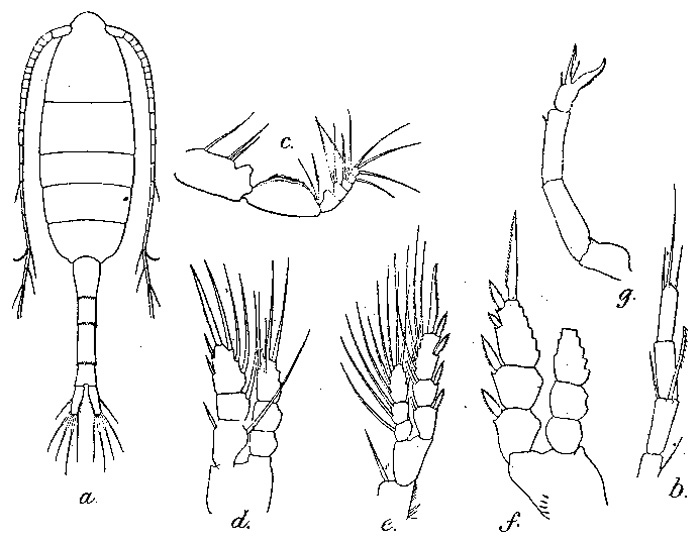 Species Pseudodiaptomus masoni - Plate 1 of morphological figures