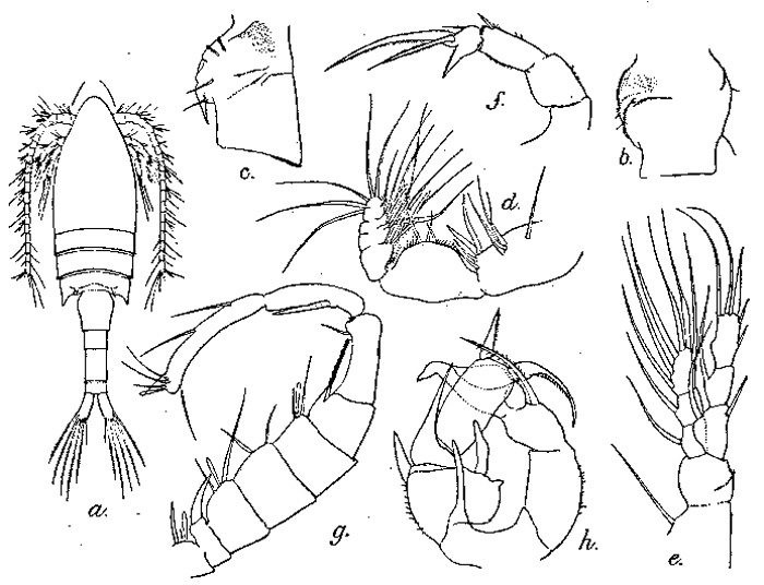 Species Pseudodiaptomus dauglishi - Plate 1 of morphological figures