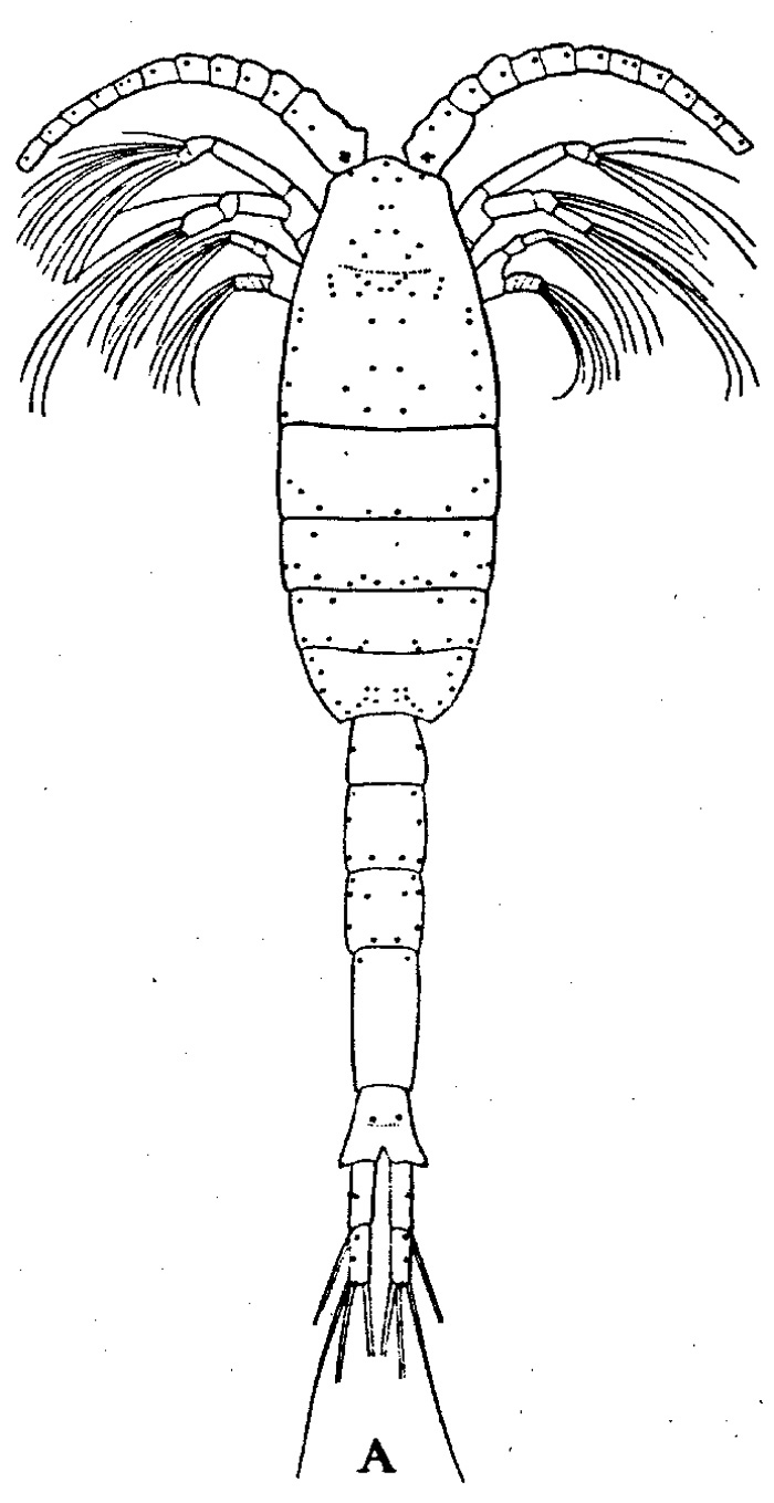 Espèce Metridia princeps - Planche 12 de figures morphologiques