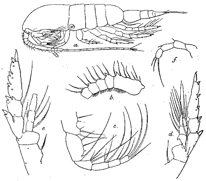 Species Pleuromamma indica - Plate 3 of morphological figures
