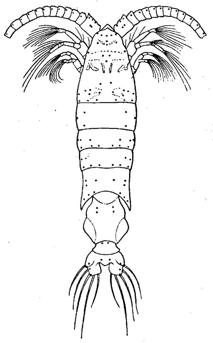 Espce Gaussia sewelli - Planche 3 de figures morphologiques