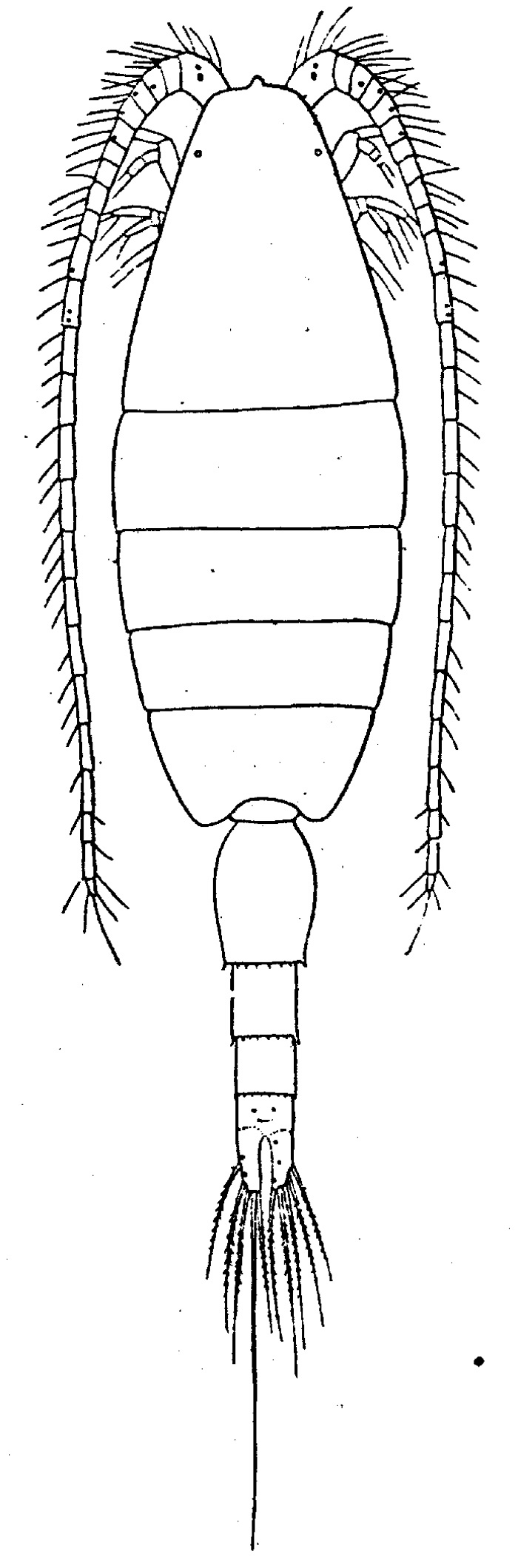 Species Heterorhabdus papilliger - Plate 7 of morphological figures