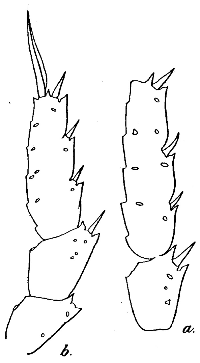 Espce Heterostylites longicornis - Planche 8 de figures morphologiques