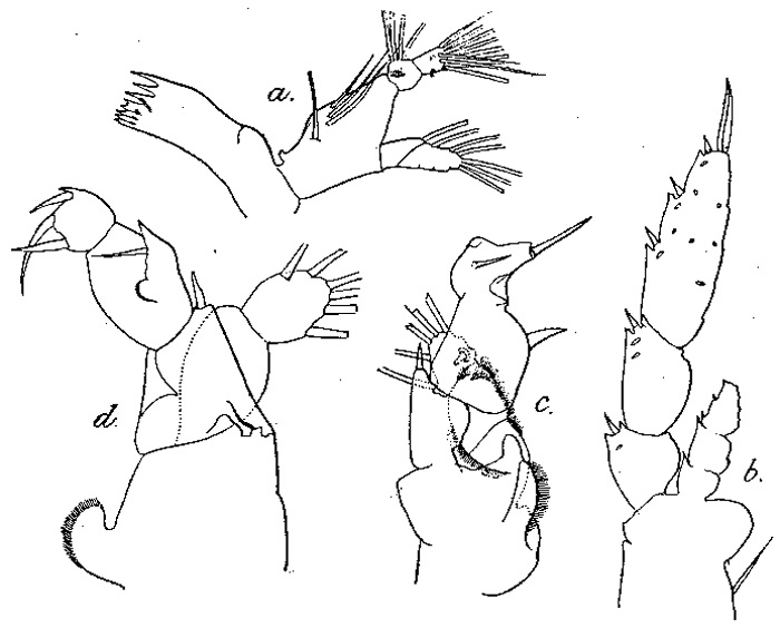 Espèce Disseta palumbii - Planche 10 de figures morphologiques