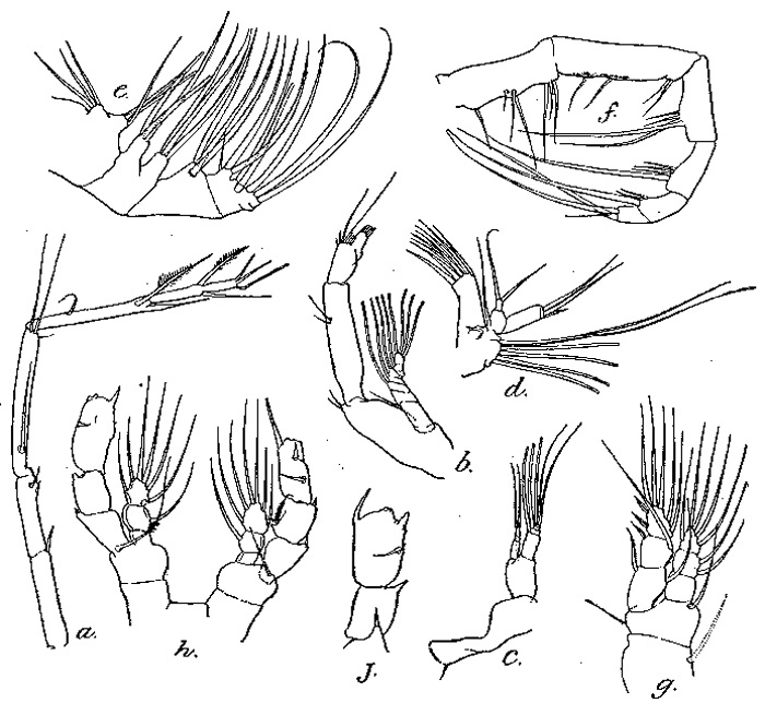 Espèce Euaugaptilus nodifrons - Planche 10 de figures morphologiques